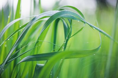 Close-up of fresh green grass with dew drops