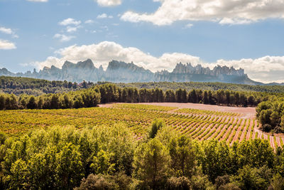 Scenic view of vineyard against sky