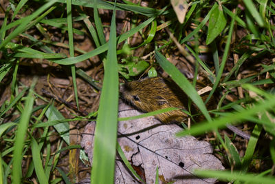 High angle view of lizard on field