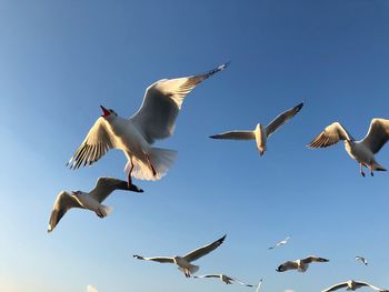 Low angle view of seagulls flying