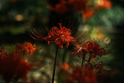 Close-up of wilted plant