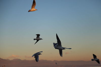 Low angle view of seagulls flying in sky