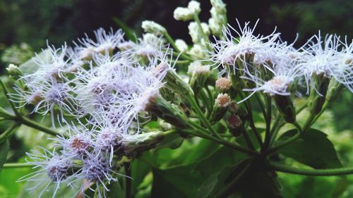 Close-up of flowers blooming outdoors