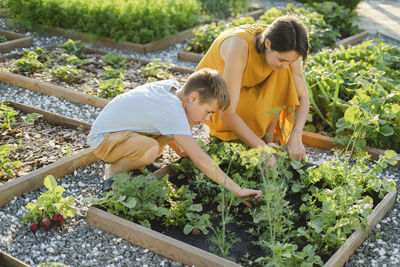 Mother and son harvesting beet together in vegetable garden