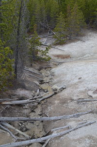 View of stream flowing through forest