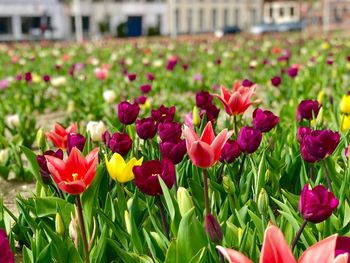 Close-up of red tulips in field