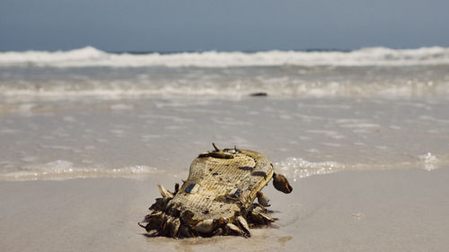 Close-up of crab on beach against sky