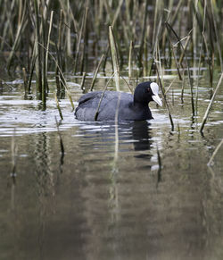 Duck swimming in lake