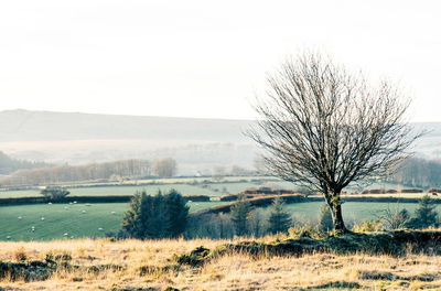 Bare tree on field against clear sky