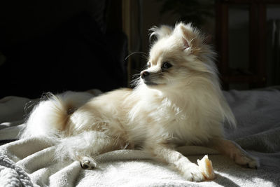 Close-up of dog - white  pomeranian relaxing in the afternoon sun.