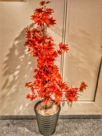 Close-up of red flowers in vase on potted plant