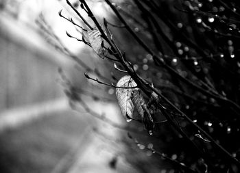 Close-up of insect on wet plant