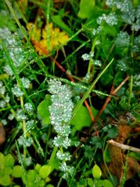 High angle view of plant growing in winter