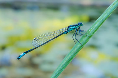 Close-up of damselfly on plant