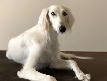 Close-up of dog looking at camera