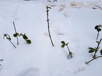 Close-up of snow on ground