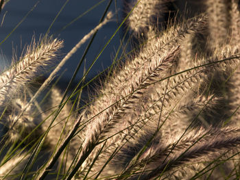Close-up of wheat growing on field