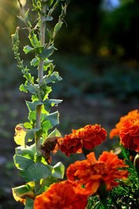 Close-up of flowers