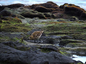 Bird on rock against sky
