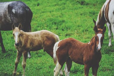 Horses grazing on field