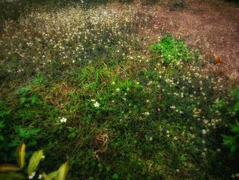 High angle view of grass