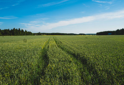 Scenic view of agricultural field against sky