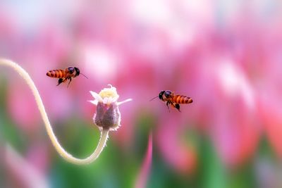 Close-up of bee pollinating on flower