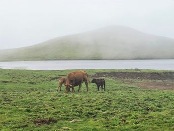 Horses grazing on field