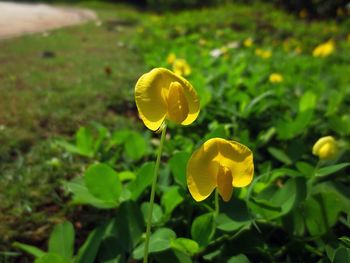 Close-up of yellow crocus blooming on field