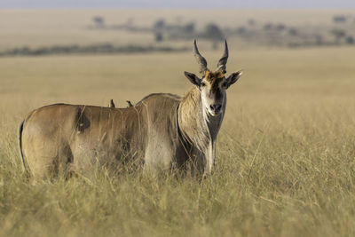 Eland antelope