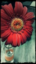 Close-up of red flower