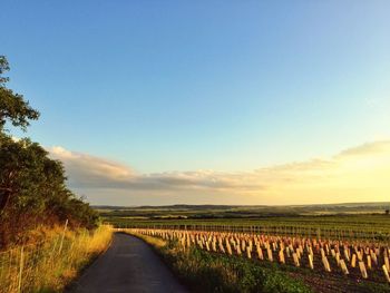 Dirt road passing through field