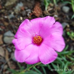 Close-up of pink flower