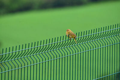 Bird perching on railing