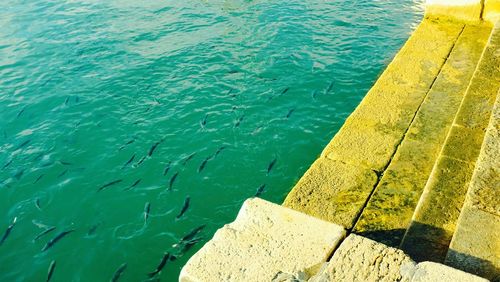 High angle view of turtle swimming in pool