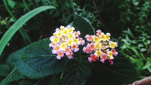 Close-up of fresh white flowers blooming in park