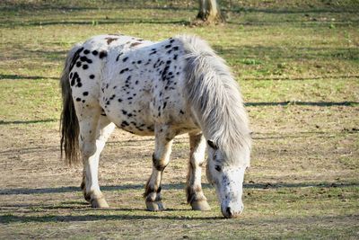 Horse grazing in a field