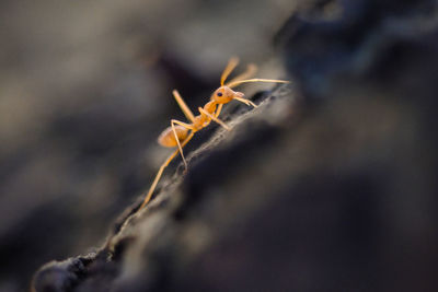 Close-up of ant in the forest