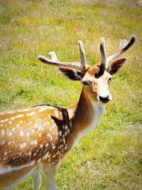 Deer in a field