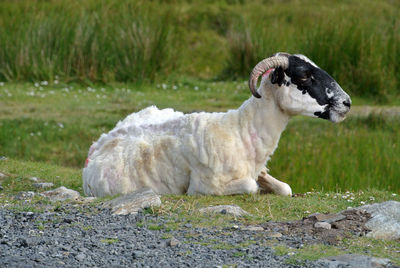 Sheep resting on roadside