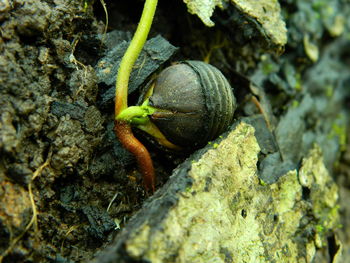 Close-up of snail on rock