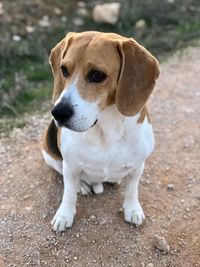 Close-up of dog looking away