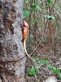 Close-up of tree trunk in forest