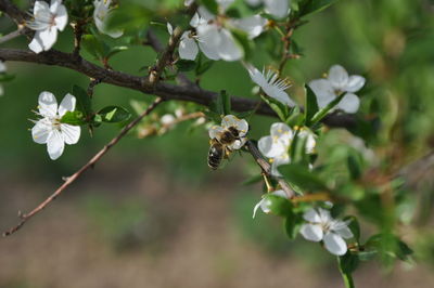 Close-up of white flowers