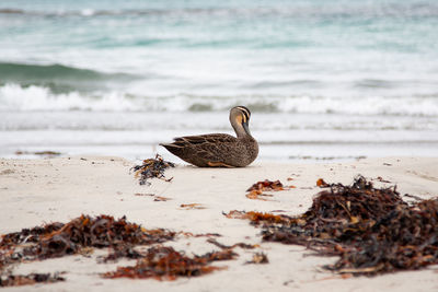 Mallard duck on the beach