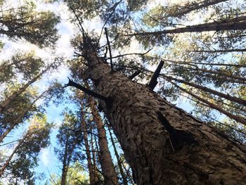 Low angle view of trees in forest against sky