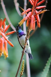 Close-up of hummingbird on flower