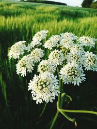 Close-up of flowers growing in field