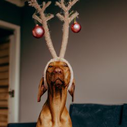 Close-up of dog with christmas style antlers