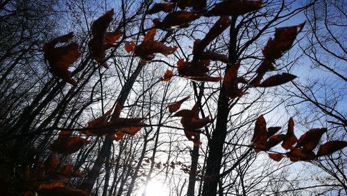 Low angle view of bare trees against sky